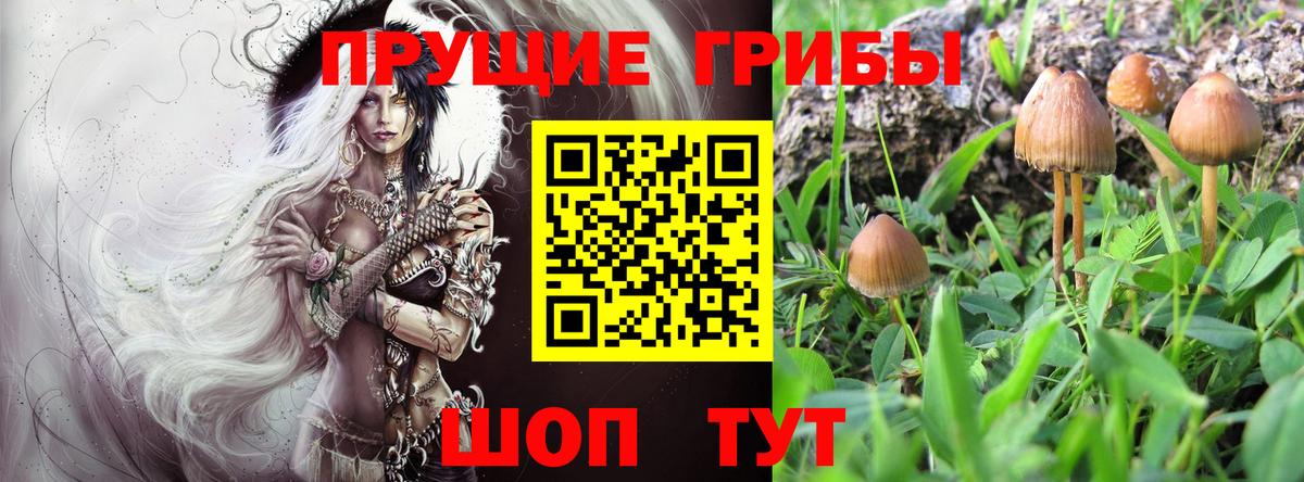 Псилоцибиновые грибы Magic Shrooms  Вход с VPN  сколько стоит  Бутурлиновка 