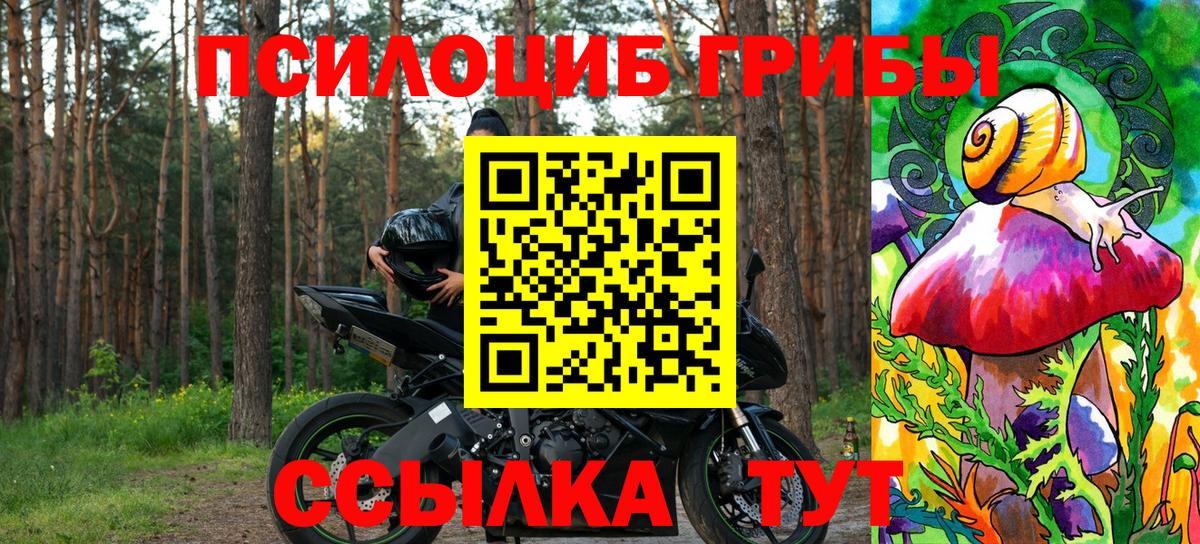 Псилоцибиновые грибы Psilocybe Бутурлиновка